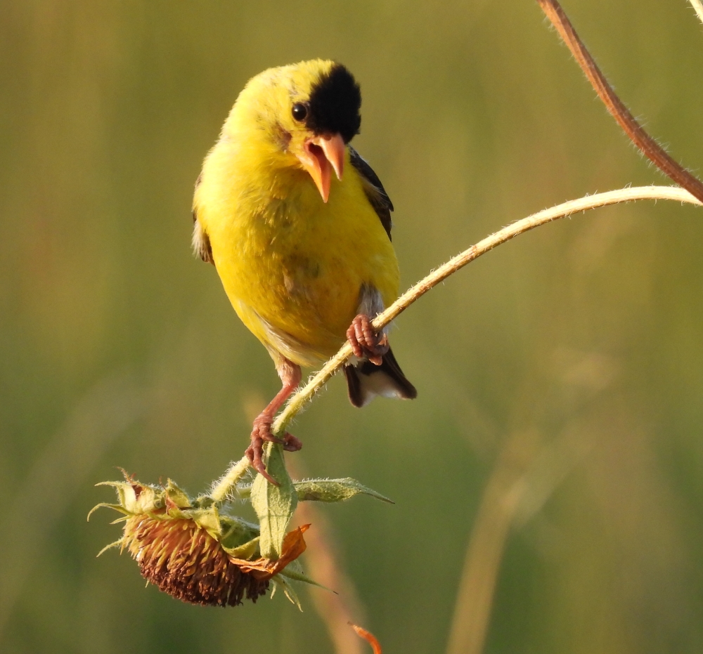 Goldfinch hanging on sunflower stalk
