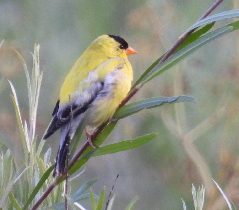 yellow and black bird on a willow stem