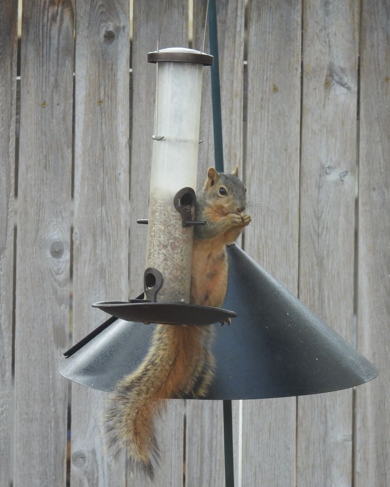 squirrel on bird feeder