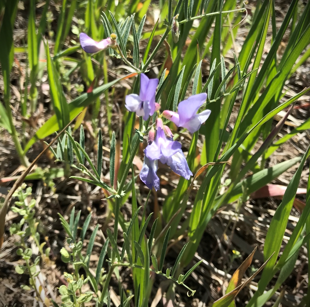 purple pea flower among grasses