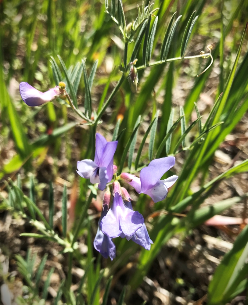 purple blooms on American vetch plant