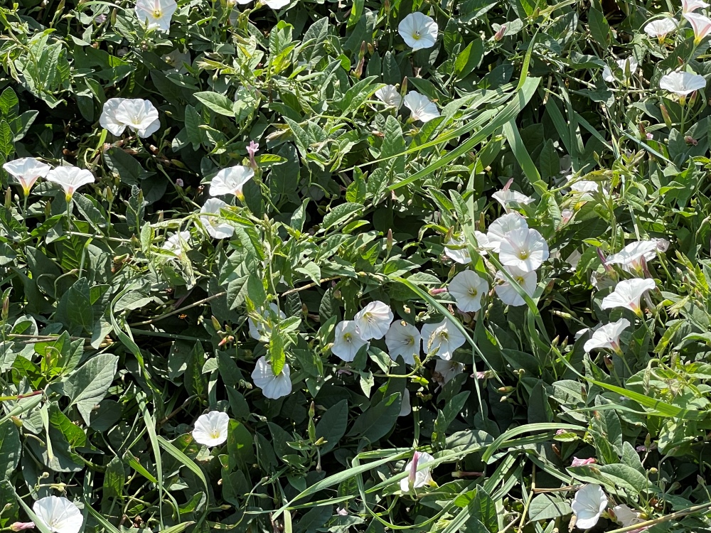 small white open trumpet-shaped flowers covering another plant