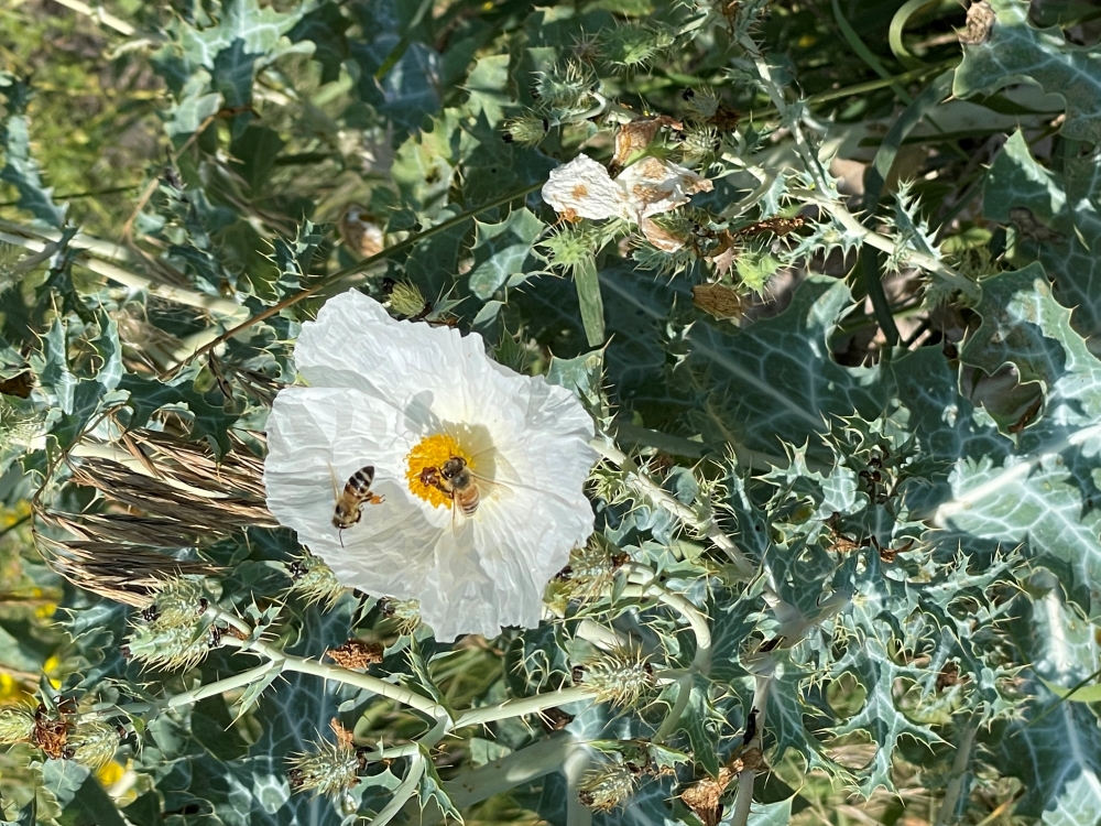 white flower with yellow center with bees on flower