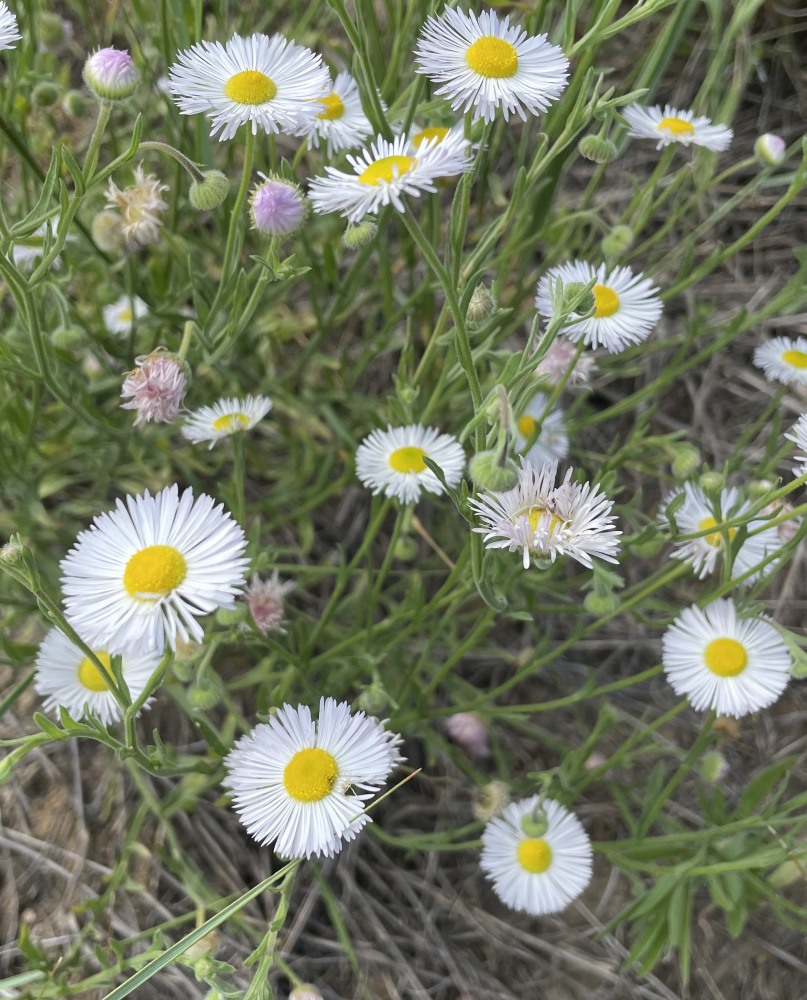 white daisies with yellow centers