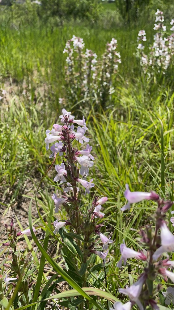white blooms on tall plant in grassland