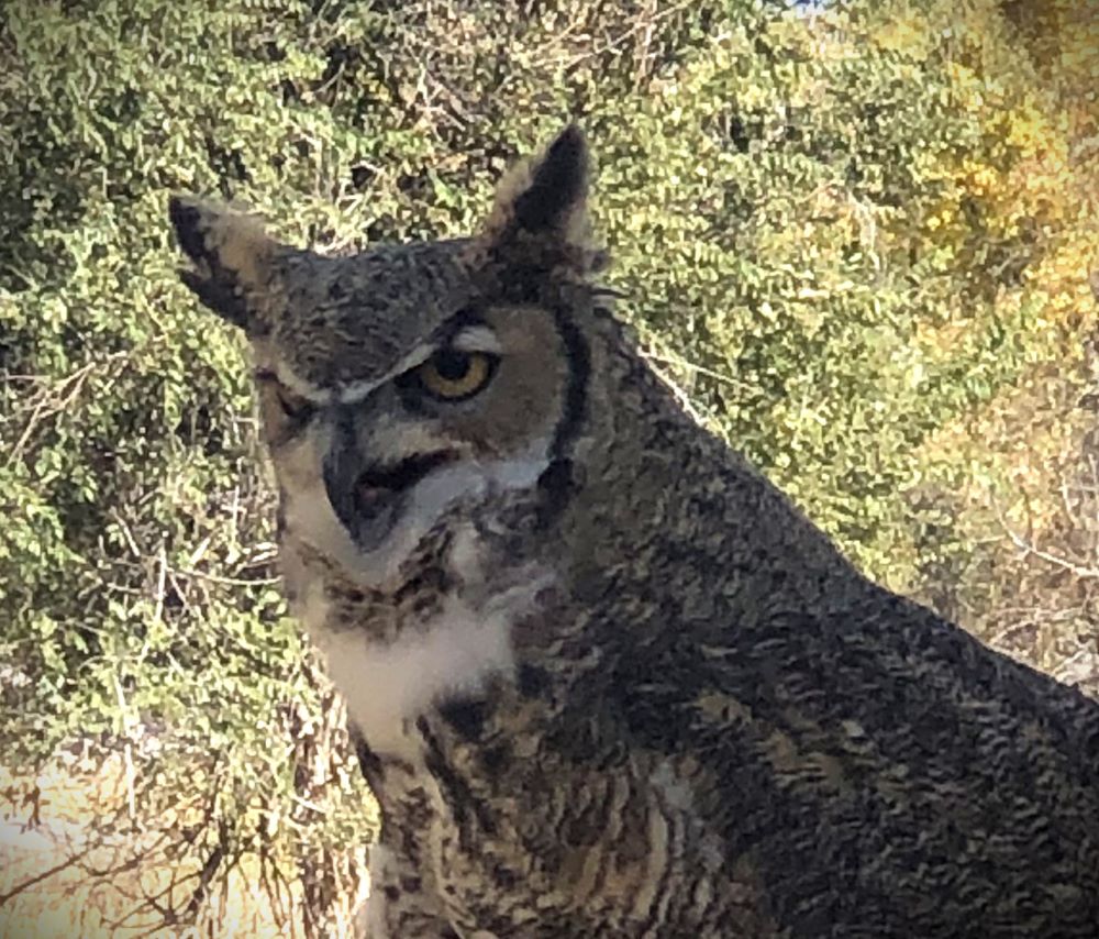 Great Horned owl with ear tufts upright