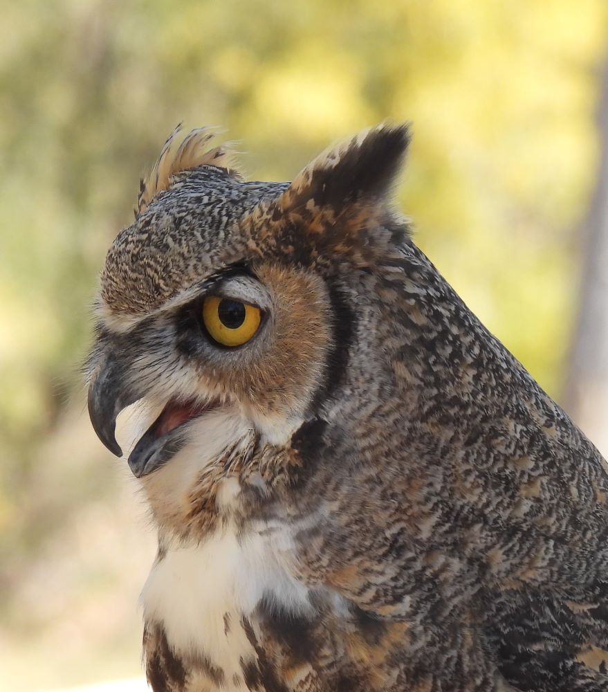 side view of owl with large yellow eyes and sharp beak
