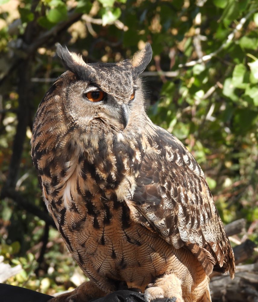 Brown owl with prominent feathers sticking up like horns