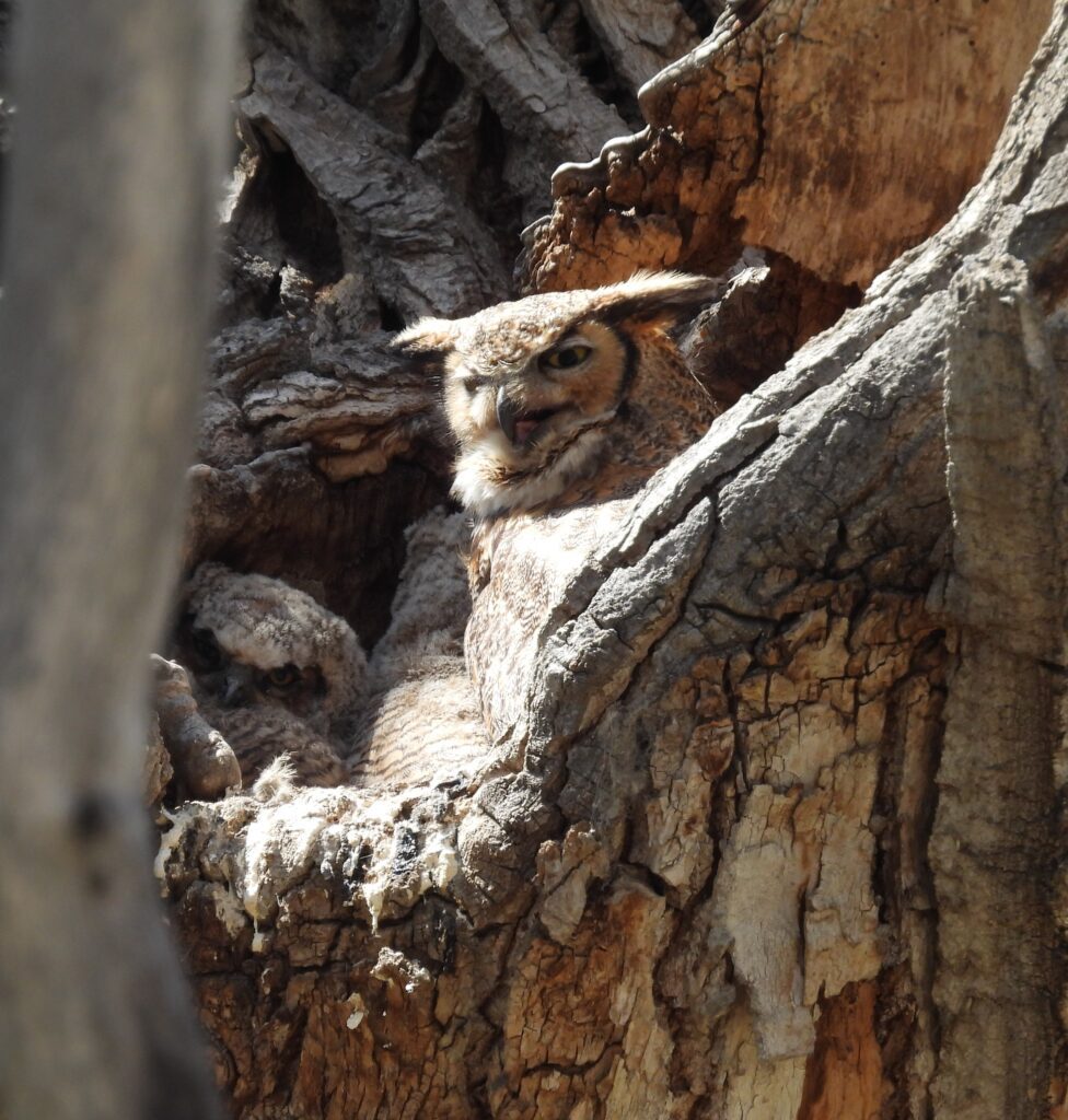 mother great horned owl with chick camoflauged in tree