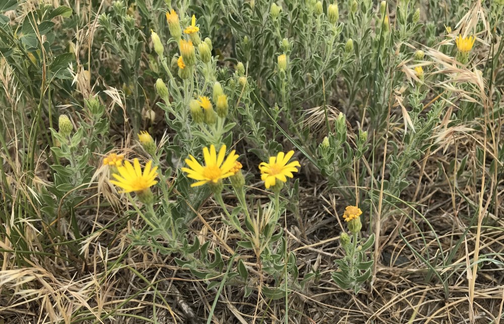 small yellow sunflowers among grasses