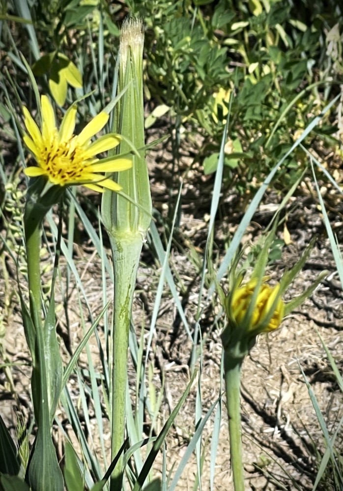 yellow flower and elongated buds
