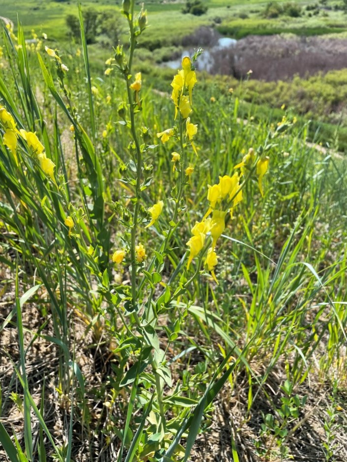 yellow flowers on spikes about a foot tall with hillside in background