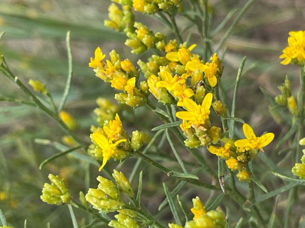 spray of yellow clusters of flowers