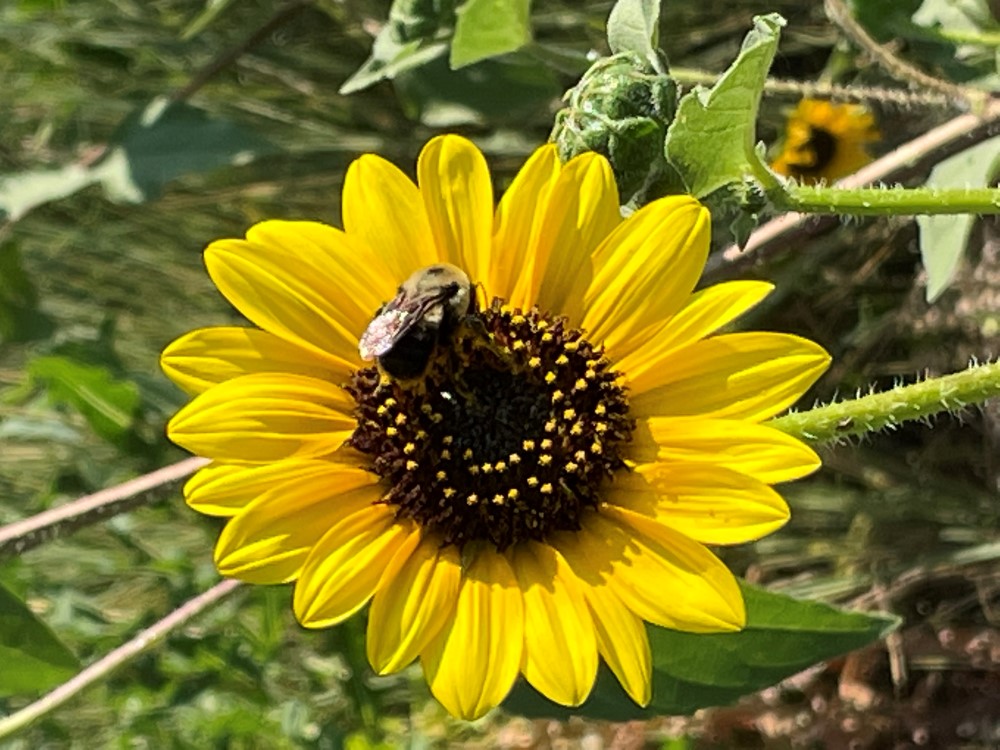 yellow flower with brown center with bee on center