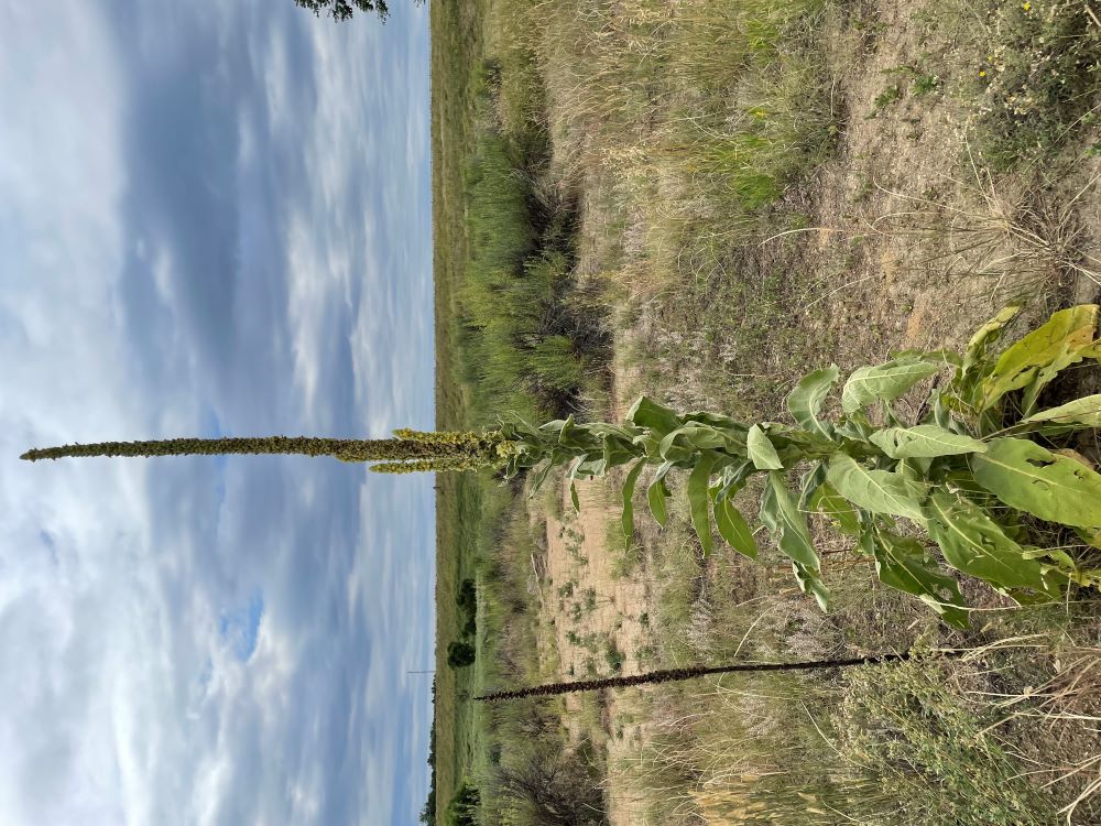 tall plant with yellow flowers on stalk and large hairy leaves at base