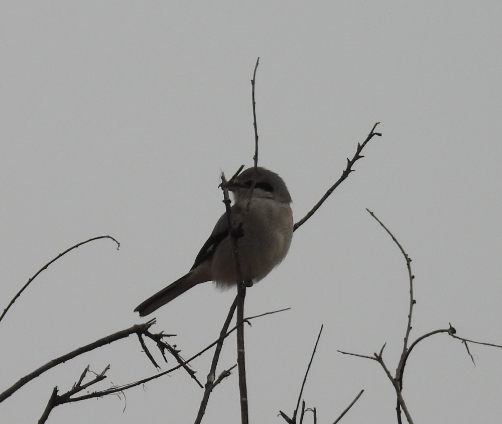 small gray bird with a black mask across eyes at tree top 
