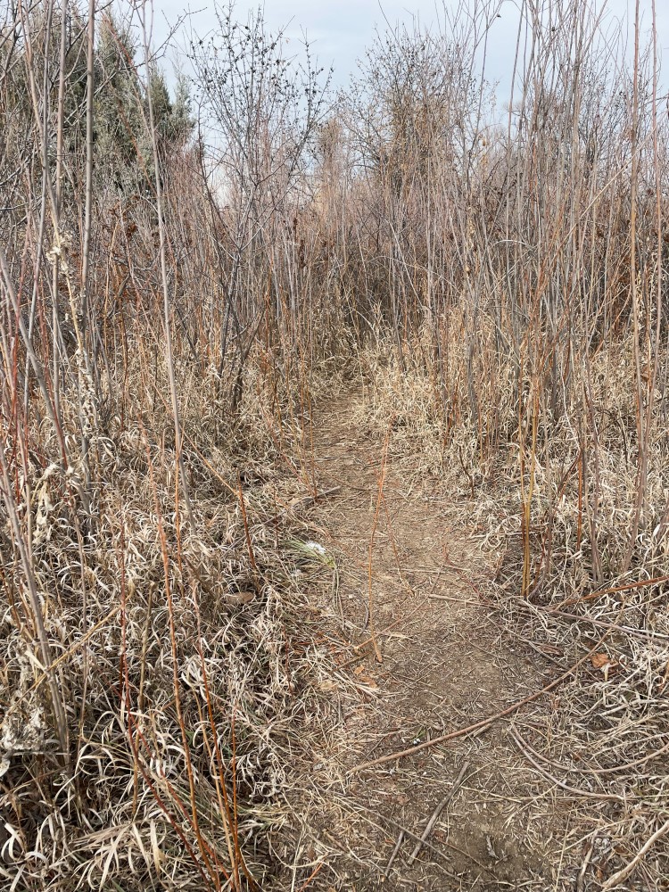 dirt trail disappearing into tall grasses and cattails
