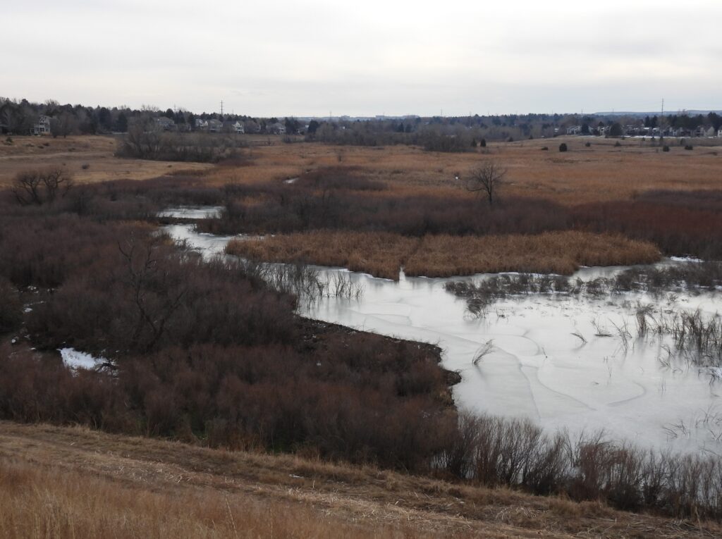 icy creek with beaver dam across it on a gray day