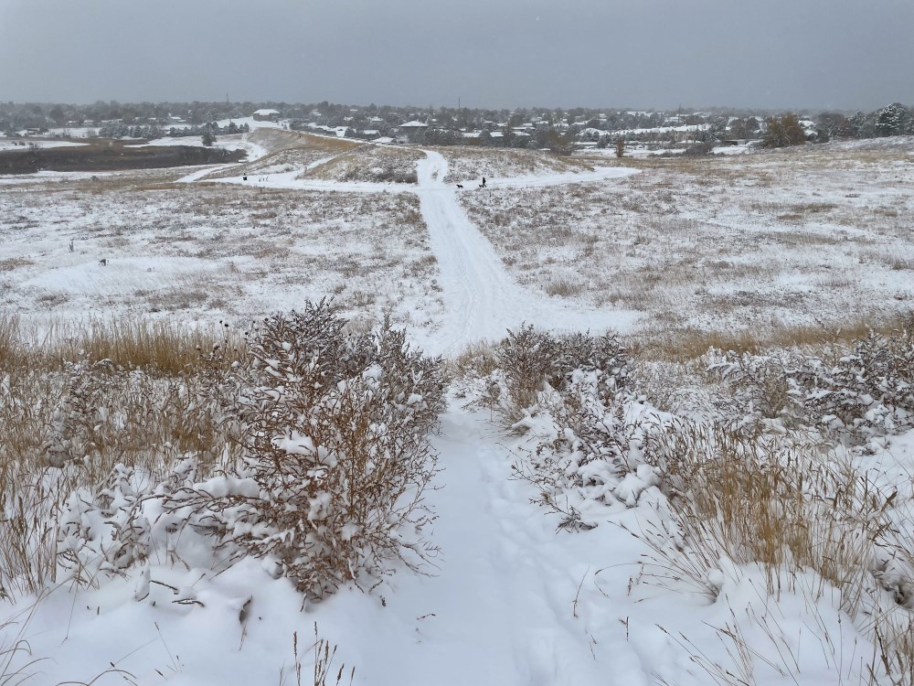 path of white snow with tall grasses on either side sticking up from the snow