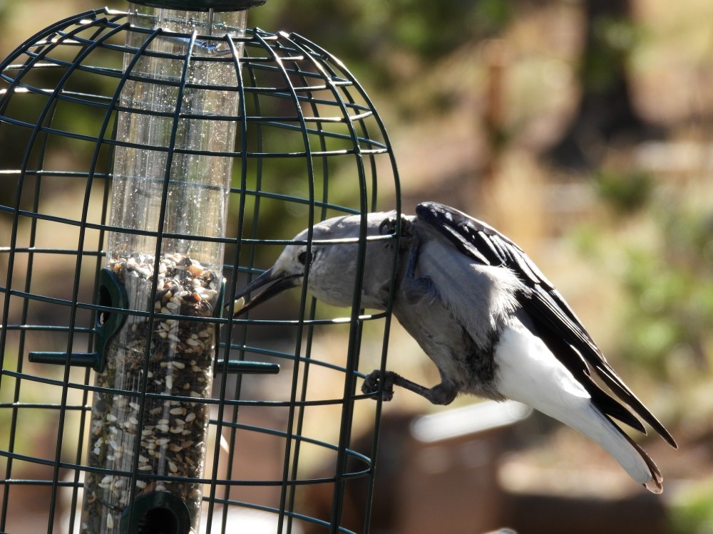 Gray bird eating from feeder