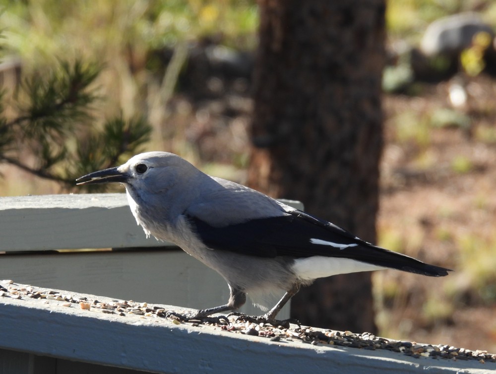 gray and black bird on a railing