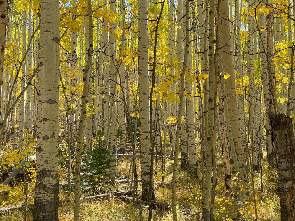 thick stand of aspen trees with white trunks and gold leaves