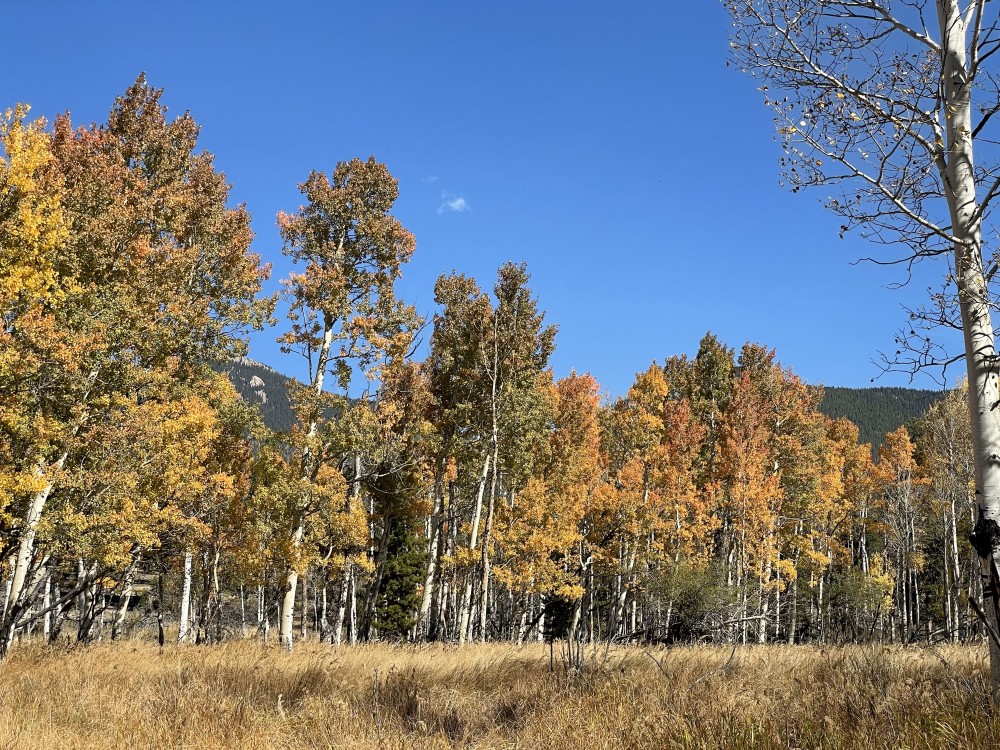 trees with brown leaves along edge of a meadow of dry grass