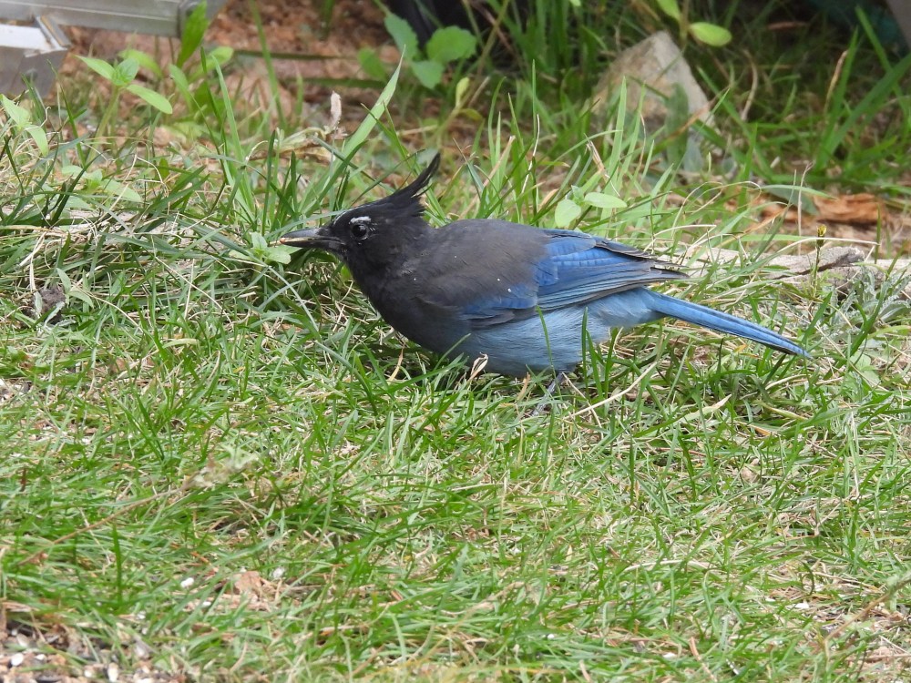 large blue bird on the ground