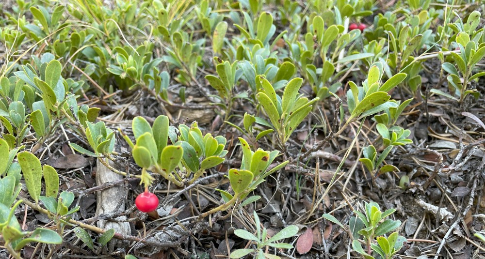 plant with green leaves and red berry