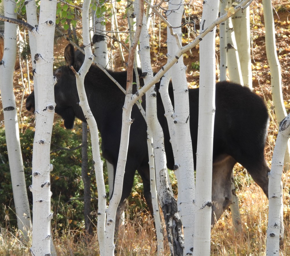 Moose behind white aspen tree trunks