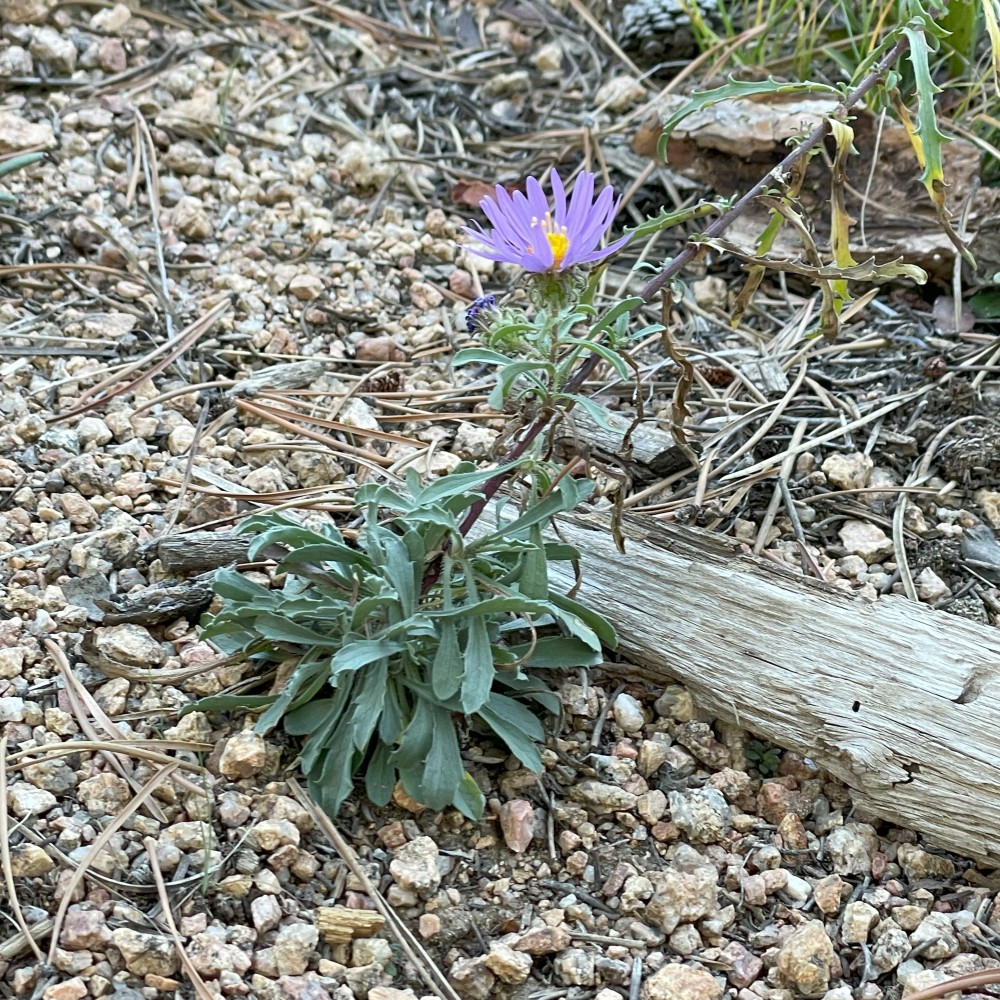 purple flower