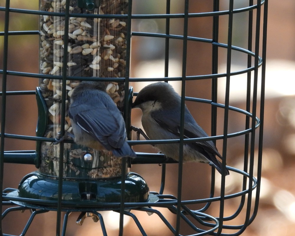small birds inside caged bird feeder